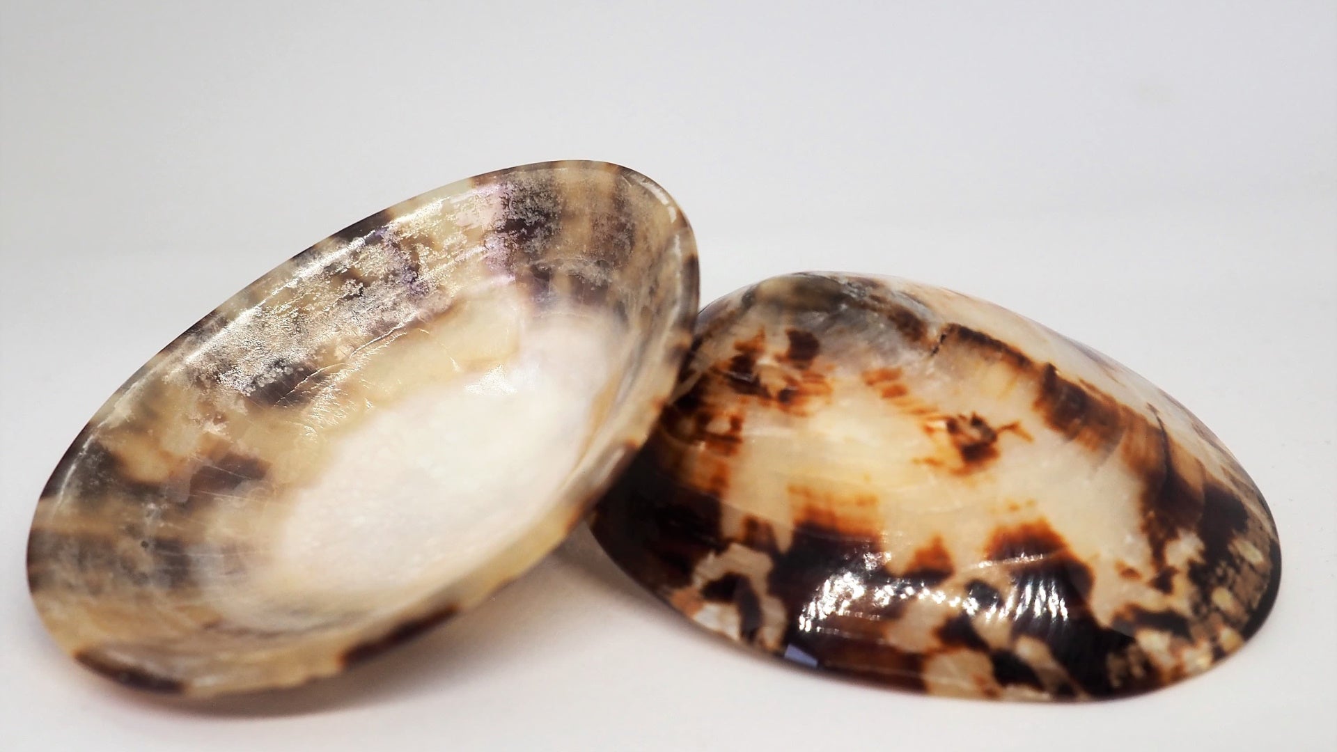 Coquillages d’allaitement - Babig