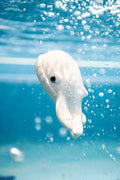 Whalter la baleine, jouet de bain - Oli&Carol